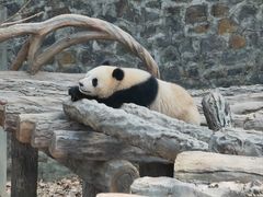 -都江堰中华大熊猫苑