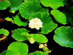 -天津东丽湖风景区