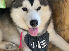 -Husky Go! 哈士奇体验馆·宠物咖啡厅狗咖