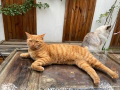 -喵屿·大理花园猫咖