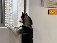 -Husky Go! 哈士奇体验馆·宠物咖啡厅狗咖