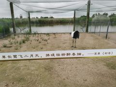-盐城丹顶鹤湿地生态旅游区