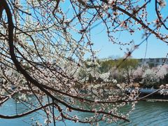 -桃花堤公园