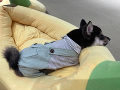-逗柴咖啡屋·狗咖猫咖宠物桌游