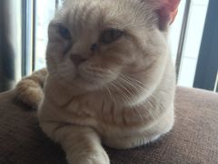 -喵园·猫主题咖啡厅·撸猫·猫咖(国贸店)