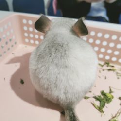 -Moni星球萌宠·小马宝莉·灵蛇·高端高阶全萌宠互动体验俱乐部(红豆国际广场店)