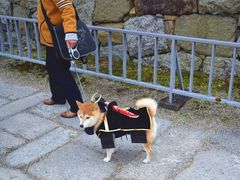 -名古屋城