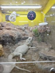 -神奇动物撸宠馆·羊驼·小浣熊·异宠(豫园店)