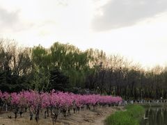 -大兴滨河森林公园