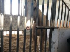 -月河湾马术俱乐部(朝阳店)