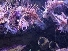 -太平洋海底世界