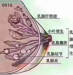 -香薇妮丝女子减肥院