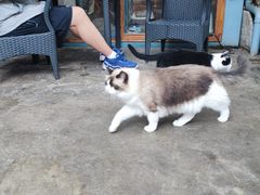 -喵屿·大理花园猫咖