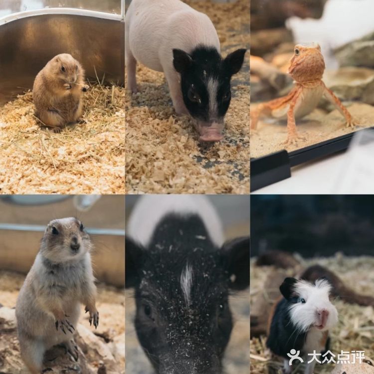 超大宠物乐园任你玩