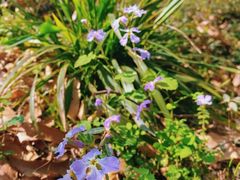 -上海佘山国家森林公园天马山园