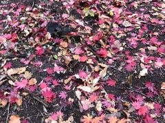 -云岭野山参风景区