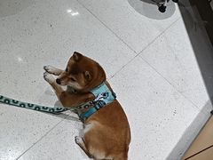 -帕帕拉兹宠物(亚洲旗舰店)