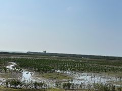 -红树林天天赶海