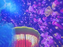 -海合安青岛极地海洋公园