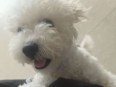 -瑞派福兴宠物医院犬猫全科·骨科·中西医结合(河东店)