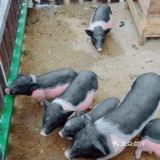 亲子动物乐园，小朋友放电欢乐无限