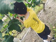 -马陆小张葡萄园农家乐