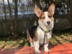 -翊宠yipet猫狗购宠庄园犬舍•猫舍