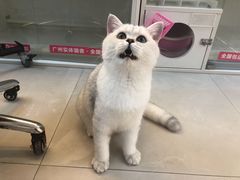 -lincat·猫舍(广州店)