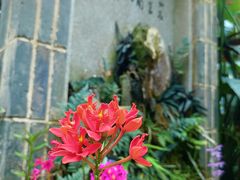 -东莞植物园