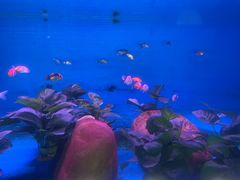-顺德南宏海立方海洋公园
