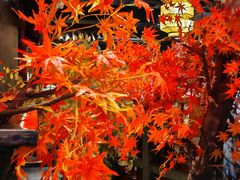-蓉城老妈火锅(双林路店)