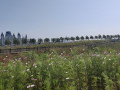 -呼兰河口湿地公园