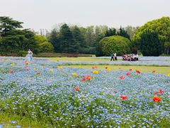 -上海滨江森林公园