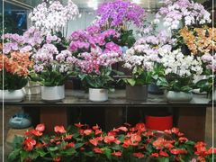 -双季花艺园艺市场(浦东店)