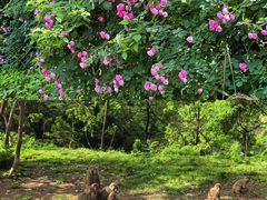 -重庆雨台山风景区