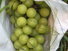 -马陆小张葡萄园农家乐