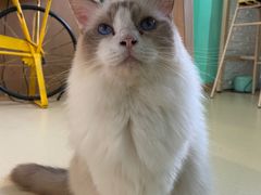 -猫在这儿猫咪咖啡馆·撸猫馆