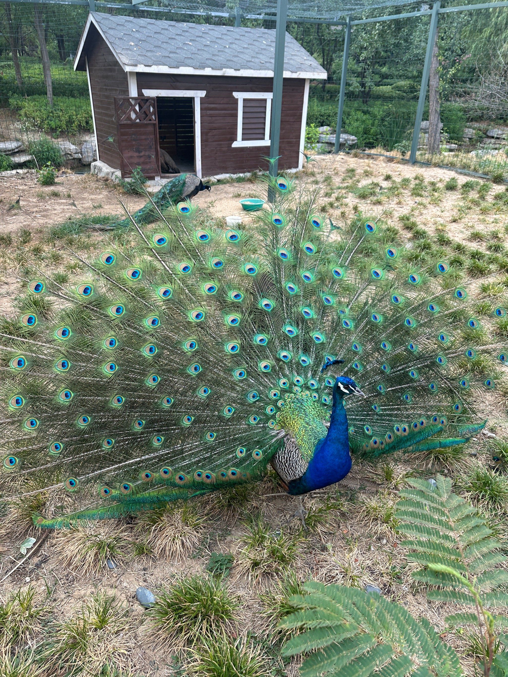 孔雀开屏,美不胜收✨