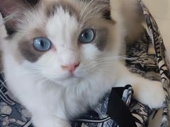 -飞行喵MR PILOT|猫舍·猫咖(静安大融城店)