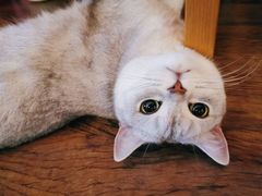 -纳吉亚猫专科动物诊疗中心(蒋宅口分院)