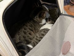 -瑞派名望志远动物医院·猫科·內科·异宠专科(直港大道店)
