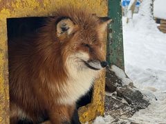 -宫城藏王狐狸村
