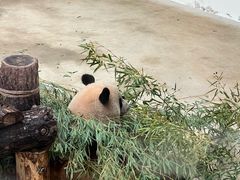 -杭州动物园