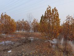 -永定河休闲森林公园