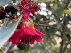 -梧桐山风景名胜区