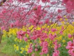 -南汇桃花村