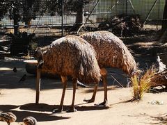 -费瑟代尔野生动物园