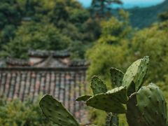 -杨家堂村