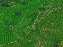 -帐篷客·溪龙茶谷度假酒店