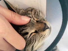 -荔康动物医院(康王北路店)